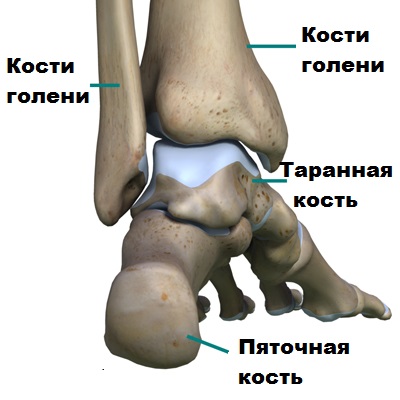 Артроз голеностопного сустав анатомия