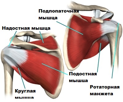 Губа гленоида плечевого сустава