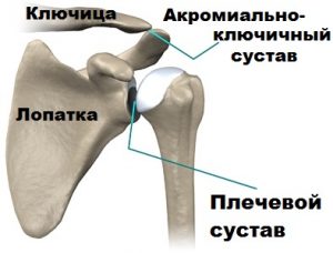 Ключичное сочленение фото