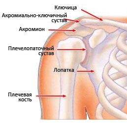Перелом с вывихом плечевого сустава