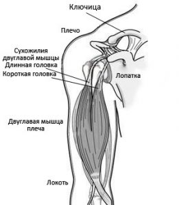 Устройство плечевого сустава человека фото