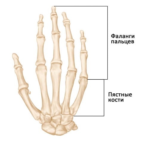 Переломы и вывихи костей запястья пястных костей и фаланг пальцев