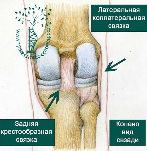 Латеральная коллатеральная связка коленного. Крестообразная связка разволокнена. Коллатеральная связка коленного сустава. Крестовидные связки коленного сустава анатомия. Передняя и задняя крестообразная связка.