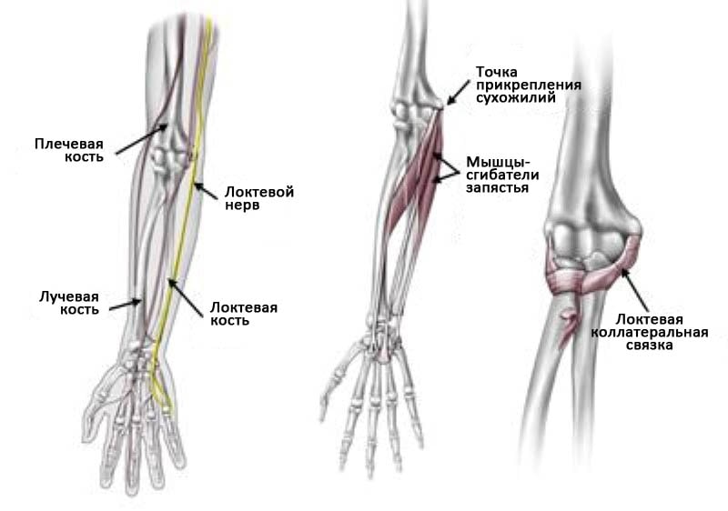 Локтевой сустав мышцы и сухожилия. Кости локтевого сустава анатомия. Кости локтевого сустава человека анатомия. Кости предплечья анатомия. Локтевой сустав и кости предплечья.